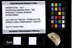 Foto (Objekt + Etiketten) von Goniodromites bidentatus (Reuss, 1858) 